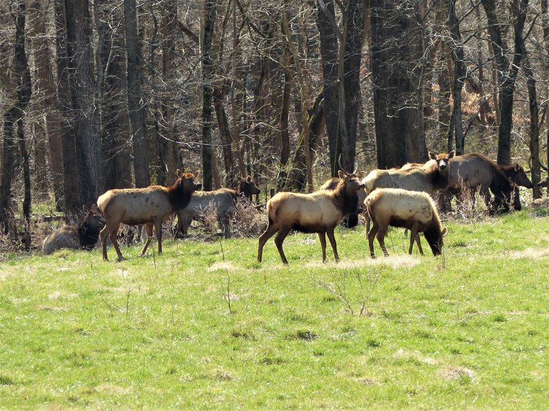 Elk from last week, in case you missed it in "riding events"