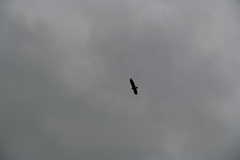 RWH_0441.jpg