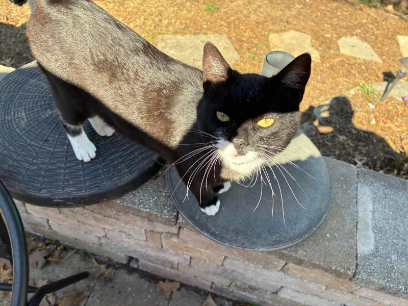 And it would not be a complete post without a pic of my friend Whisper. I gave him a few small pieces of my hamburger meat .. he sniffed and just ran. WTF !