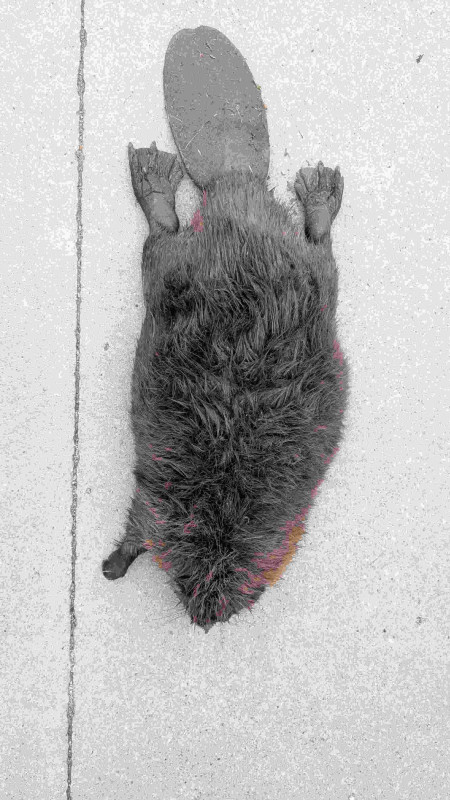 Ted's catch on the way to lunch
