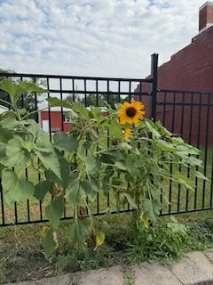 Well, this is the Sunflower State!